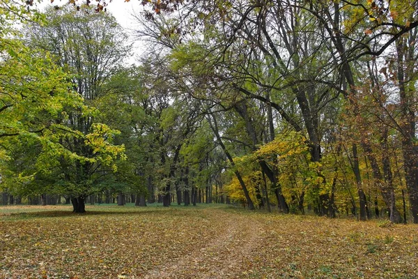 Malebná Krajina Podzimními Stromy — Stock fotografie
