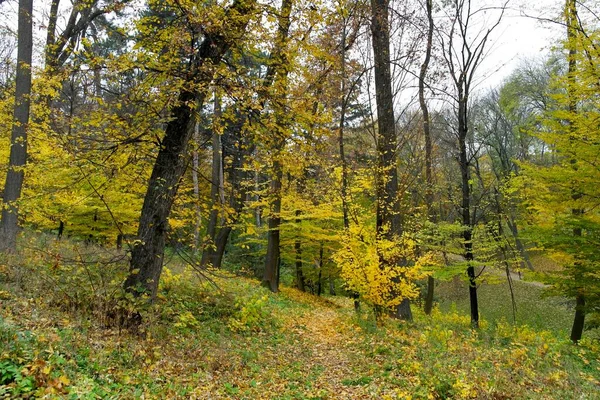 Hermoso Paisaje Bosque Otoño —  Fotos de Stock