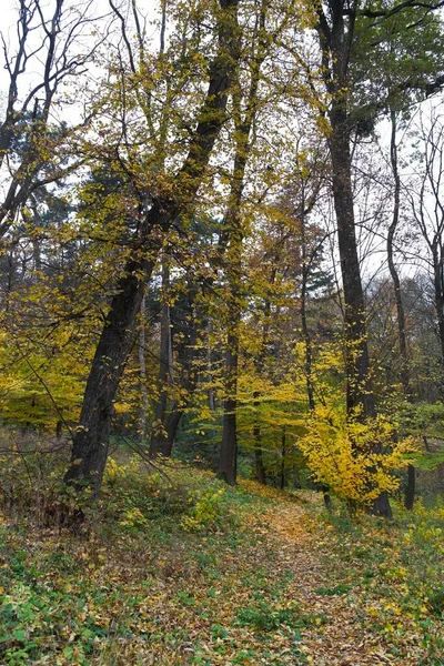 秋天森林的美丽景色 — 图库照片