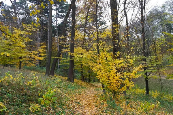 Otoño Bosque Paisaje Con Hermosos Árboles —  Fotos de Stock