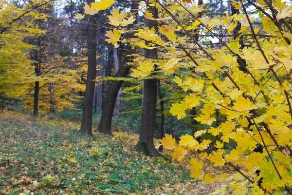 Piękny Krajobraz Jesiennego Lasu — Zdjęcie stockowe