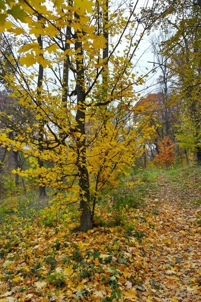 Piękny Widok Jesienny Las — Zdjęcie stockowe