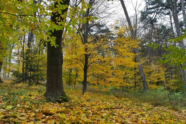 Otoño Bosque Paisaje Con Hermosos Árboles —  Fotos de Stock