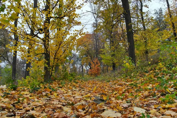 Malerische Landschaft Mit Herbstbäumen — Stockfoto