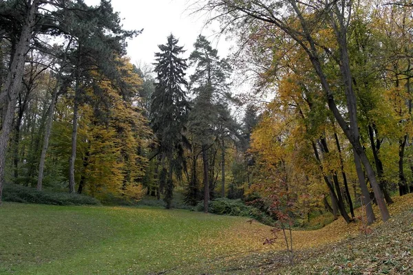 sonbahar ağaçlarıyla resmedilmiş manzara