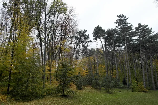 Hermoso Paisaje Con Árboles Bosque — Foto de Stock