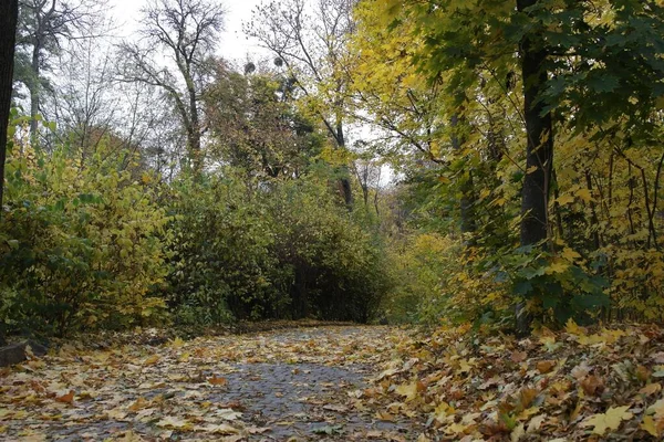 Hermoso Paisaje Bosque Otoño —  Fotos de Stock