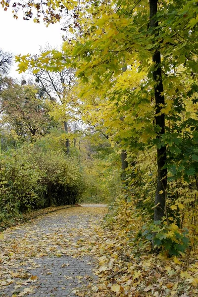 秋天的森林景观 小径沿着美丽的树木 — 图库照片