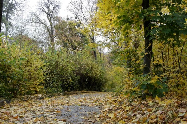 Paisaje Del Bosque Otoño Con Camino Largo Hermosos Árboles —  Fotos de Stock