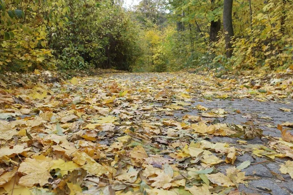 Fallen Autumn Leaves Ground Park —  Fotos de Stock