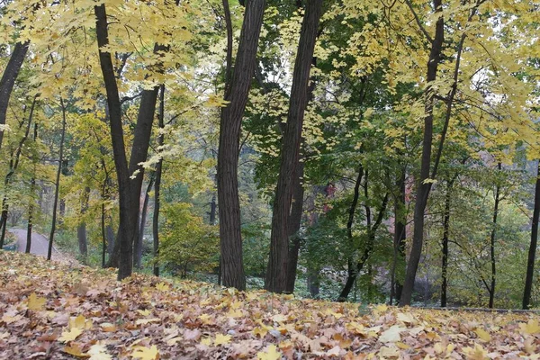 Güz ormanı manzarası ve güzel ağaçları var. 