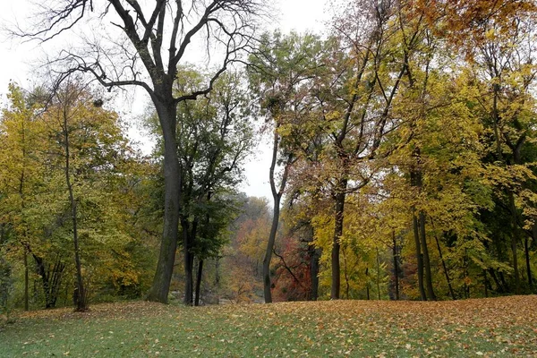 Güz ormanı manzarası ve güzel ağaçları var. 