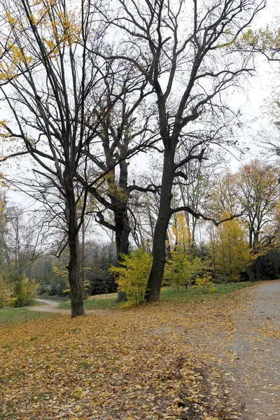 美丽的秋天 绿树成荫 — 图库照片