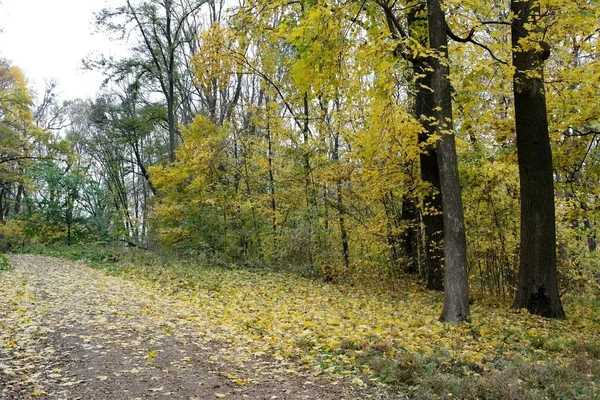 Paisaje Del Bosque Otoño Con Camino Largo Hermosos Árboles —  Fotos de Stock