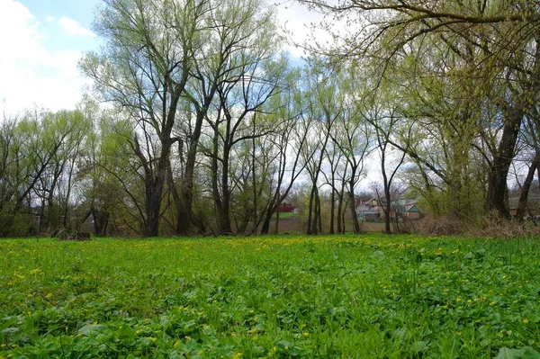 Piękny Krajobraz Drzewem Zieloną Trawą — Zdjęcie stockowe