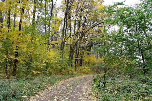 Bellissimo Paesaggio Della Foresta Autunnale — Foto Stock