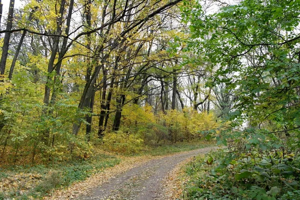 Autumn Forest Landscape Path Beautiful Trees — Stock Photo, Image