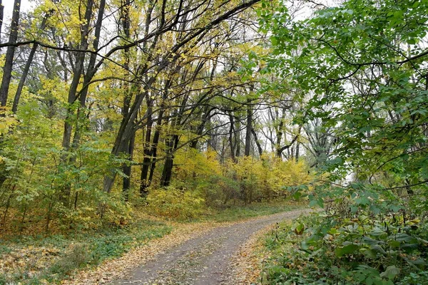 Paesaggio Forestale Autunnale Con Sentiero Lungo Bellissimi Alberi — Foto Stock