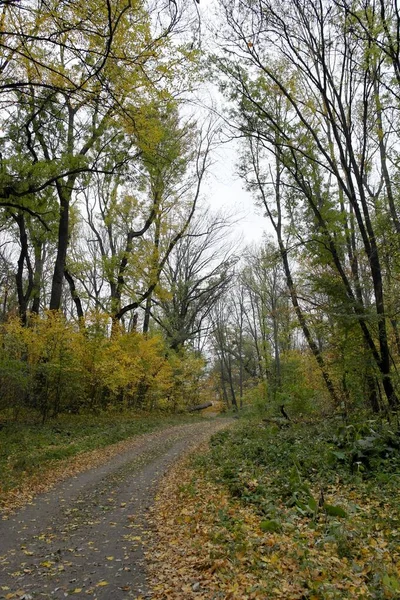 秋の森の美しい風景 — ストック写真