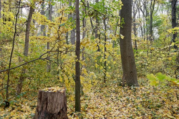 Schöner Blick Auf Den Herbstwald — Stockfoto