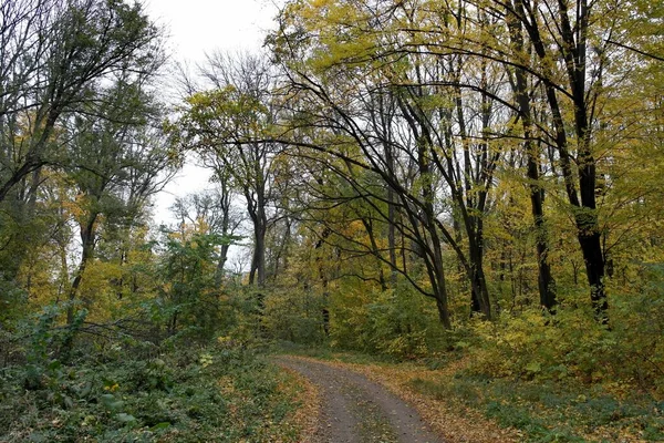 Hermoso Paisaje Bosque Otoño —  Fotos de Stock