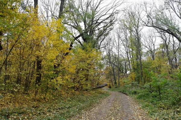 Bella Vista Della Foresta Autunnale — Foto Stock