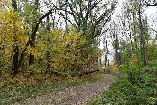 秋の森の美しい景色 — ストック写真