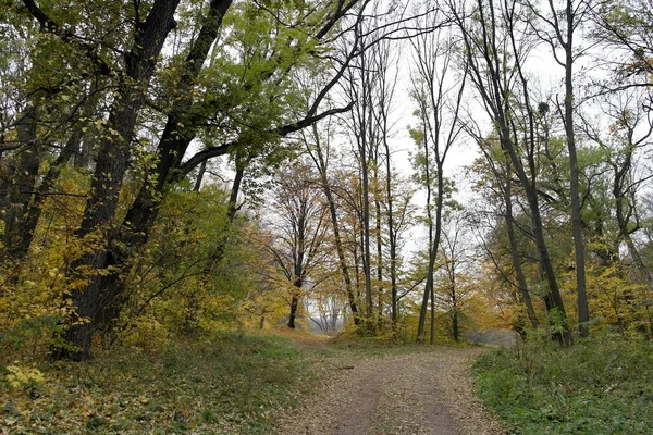 Prachtig Landschap Van Herfstbos — Stockfoto