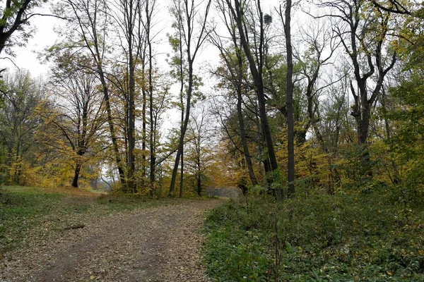 Ścieżka Jesiennym Parku Pięknymi Drzewami — Zdjęcie stockowe