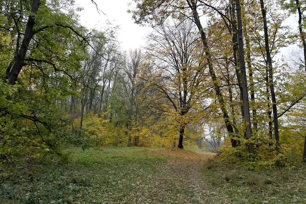 Gyönyörű Kilátás Őszi Erdő — Stock Fotó