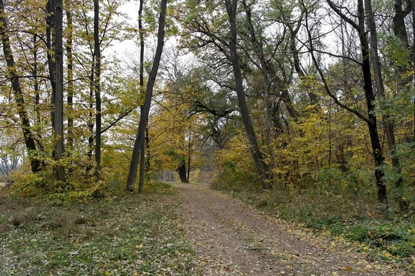 Vackert Landskap Höstskog — Stockfoto