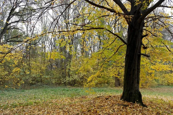 Φθινοπωρινό Δασικό Τοπίο Όμορφα Δέντρα — Φωτογραφία Αρχείου