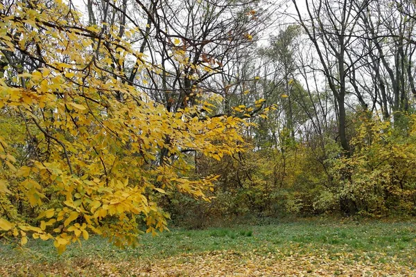 Picturesque Landscape Autumn Trees — Stock Photo, Image