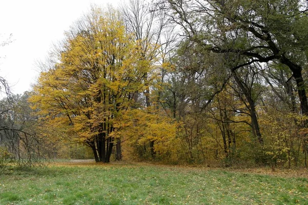 Picturesque Landscape Autumn Trees — Stock Photo, Image