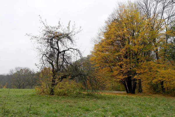 Malowniczy Krajobraz Jesiennymi Drzewami — Zdjęcie stockowe