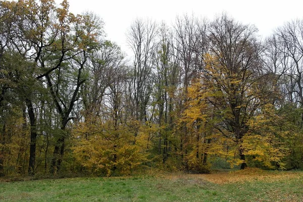 Живописный Пейзаж Осенними Деревьями — стоковое фото