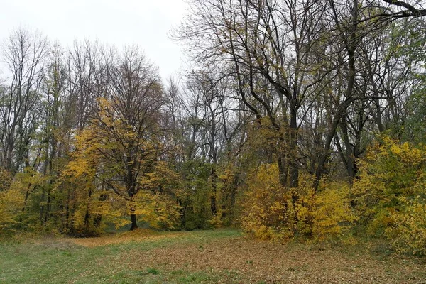 Paisaje Pintoresco Con Árboles Otoño — Foto de Stock