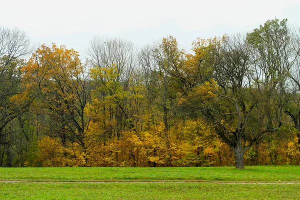Güz ormanı manzarası ve güzel ağaçları var. 