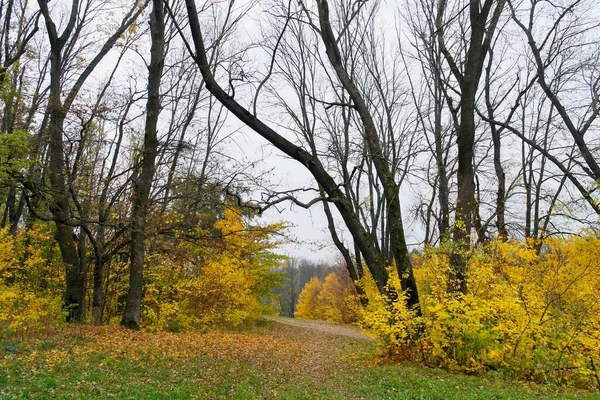 秋天的森林景观与美丽的树木 — 图库照片