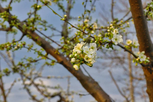 Beautifu Cherry Tree Bloom Spring Blossom — Stock Photo, Image
