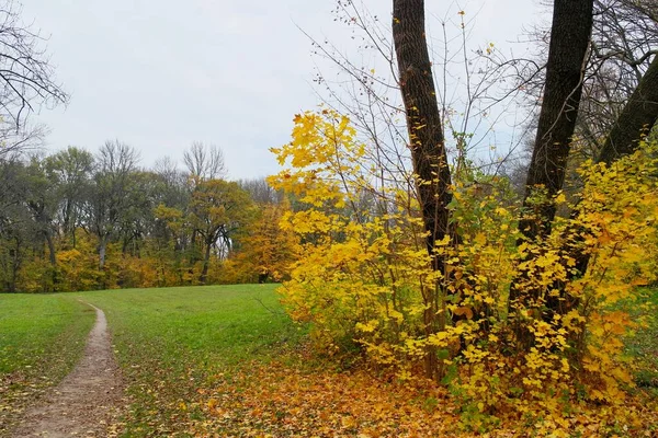 Beautiful Autumn Landscape Bright Trees —  Fotos de Stock