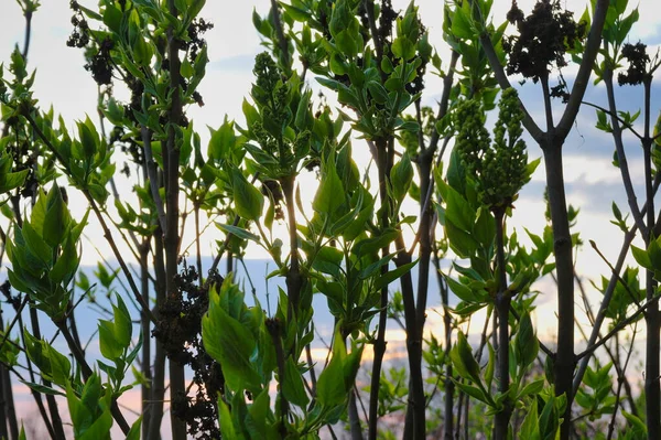 花园里一株植物的绿叶 — 图库照片