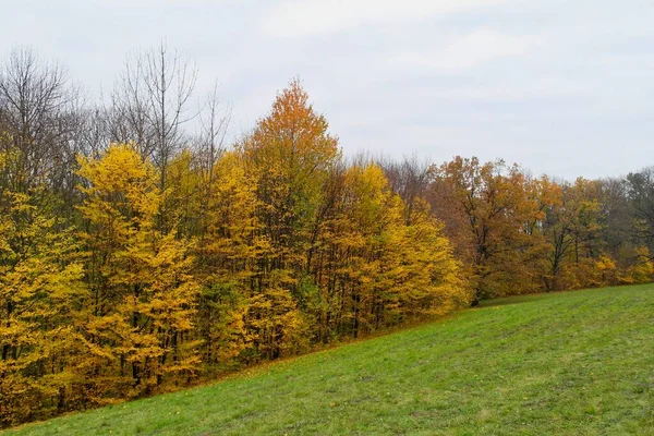 Outono Paisagem Árvores Com Folhagem Amarela — Fotografia de Stock