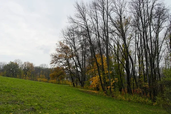 Parlak ağaçlı güzel sonbahar manzarası