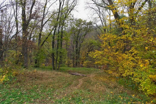 Parlak ağaçlı güzel sonbahar manzarası