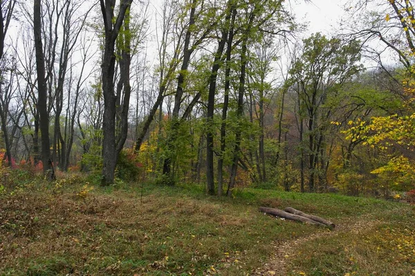 Schöner Blick Auf Den Herbstwald — Stockfoto