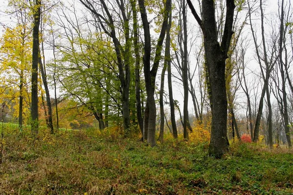 Hermosa Vista Del Bosque Otoño — Foto de Stock