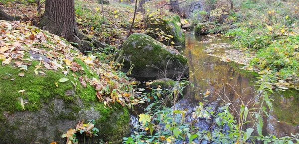 Vacker Utsikt Över Skogen — Stockfoto