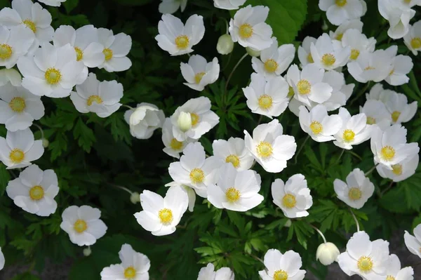 White Flowers Garden Floral Background — ストック写真