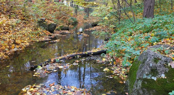 Красивый Осенний Лес Рекой Деревьями Скалами — стоковое фото